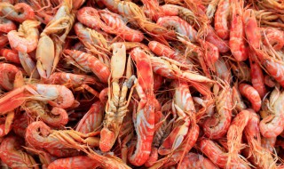 鳌虾繁殖正确方法 鳌虾幼虾如何养护