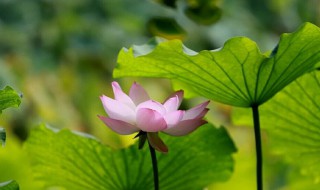 荷尽已无擎雨盖的意思 荷尽已无擎雨盖原文及翻译
