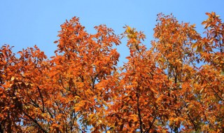 秋天结束了冬天要来了的说说 秋天再见的朋友圈优美文案