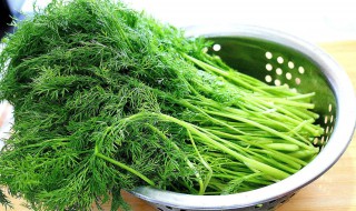 茴香怎么保存 具体保存的步骤是什么