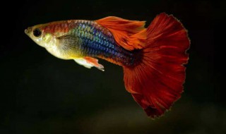 孔雀鱼养殖方法 孔雀鱼养殖方法简述