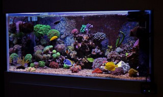 家里适合养什么鱼 家里可以养哪些鱼