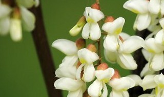 泡槐花酒的方法 槐花酒的泡制方法