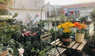 顶楼露台种花方法 阳台种花养花方法和技巧