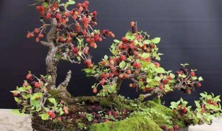 盆栽桑树种植方法 盆栽桑树种植方法介绍