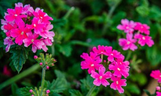 美女樱种子种植方法 播种后如何护理