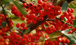 红刺盆景制作方法 红刺盆景制作方法简述