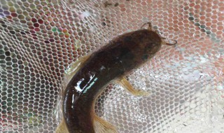 泥鳅不死饲养方法 泥鳅怎么饲养