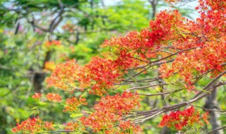 凤凰羽种植方法 凤凰羽怎么种植