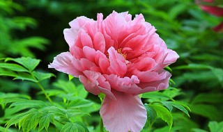 牡丹六月移栽方法 如何在六月移栽牡丹