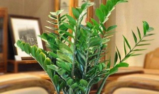 雪铁芋种植方法 雪铁芋种植方法简述