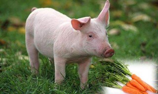 养猪饲料制作方法 养猪饲料怎么做