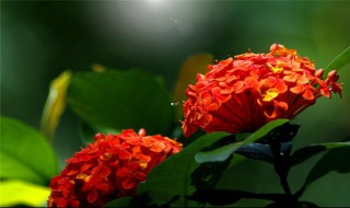 仙丹花养护方法 仙丹花养护方法简述