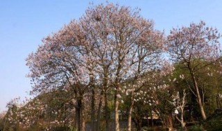 泡桐树繁殖方法 泡桐树如何繁殖