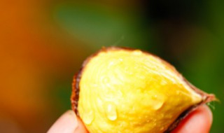 剥板栗皮正确方法 剥板栗皮正确方法简述