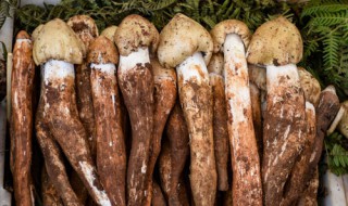 新鲜鸡枞菌保存方法 新鲜鸡枞菌的保存方法简单介绍