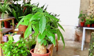 发财树水浇多了怎么办 发财树水浇多了可以这样解决