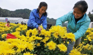 丽金菊的种植方法 丽金菊有什么种植方法