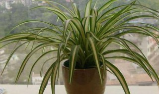 法国吊兰的养植方法 法国吊兰的养植方法简单介绍