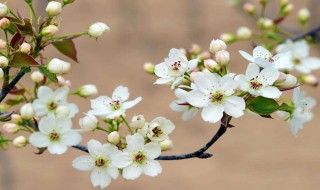 梨花酒的制作方法 梨花酒做法介绍