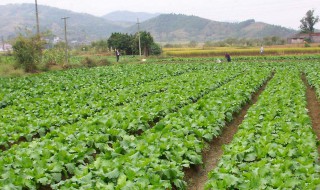 秋天种植哪些蔬菜 秋天种什么菜好