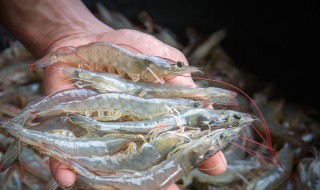 清理对虾的方法 如何清理虾
