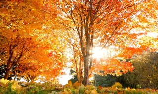 赞美秋风的优美句子 赞美秋风的优美句子集锦