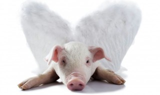 喂养母猪的方法 母猪怎么喂养