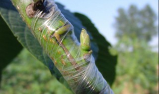 核桃嫁接方法 这三种嫁接方法最为常用