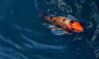 最佳方法养锦鲤 最佳方法养锦鲤推荐