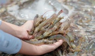 大虾食用方法 大虾的烹饪方法