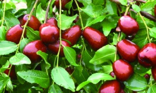 红枣养殖方法 枣树的养殖方法介绍