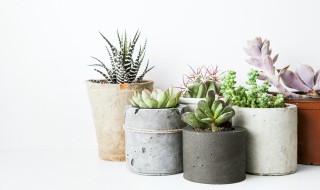 多肉养植方法 多肉怎么养