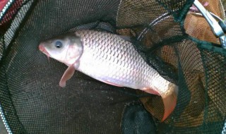 麦穗鱼过冬方法 冬天还要喂料吗