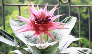 凤梨花扦插方法 凤梨花扦插方法