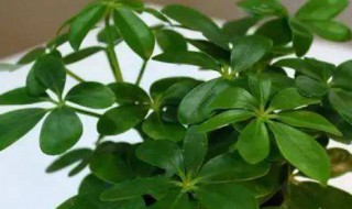 鸭掌木养殖方法 鸭掌木养殖方法介绍