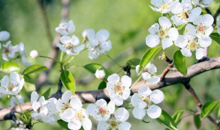 梨树的防虫方法 梨树常见病虫害怎么防治
