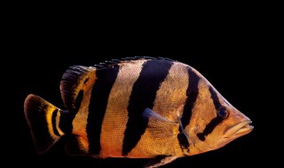 虎鱼饲养方法详解 虎鱼吃什么