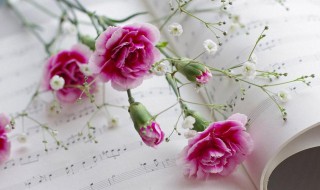 康乃馨风干方法 康乃馨干花制作方法