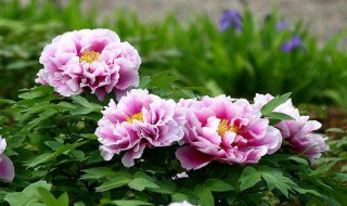 牡丹冬季防寒方法 牡丹冬季怎么防寒