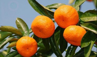 蜜桔果种植方法 蜜桔种植方法简单介绍