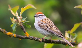 宠物鸟养殖方法 如何饲养宠物鸟