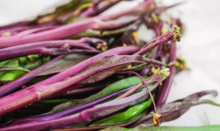 红菜苔施肥方法 怎么给红菜苔施肥