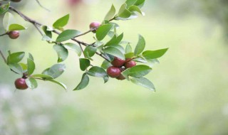 采摘茶油果的方法 它采摘之后怎么收藏