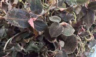 新鲜金线莲怎么保存 有啥保存的好办法