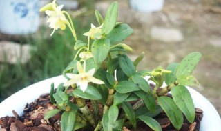 石斛插条方法 石斛扦插方法