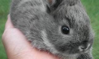 怎么用正确的方法饲养侏儒兔 养兔子的方法