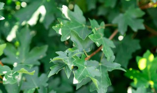 枫树枝条修剪方法 枫树的修剪方法介绍