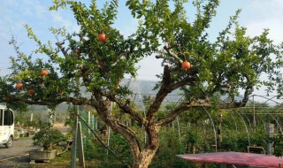 养石榴树的方法 石榴树的七大养殖技巧