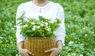 茉莉苗移栽方法 茉莉盆栽如何换盆